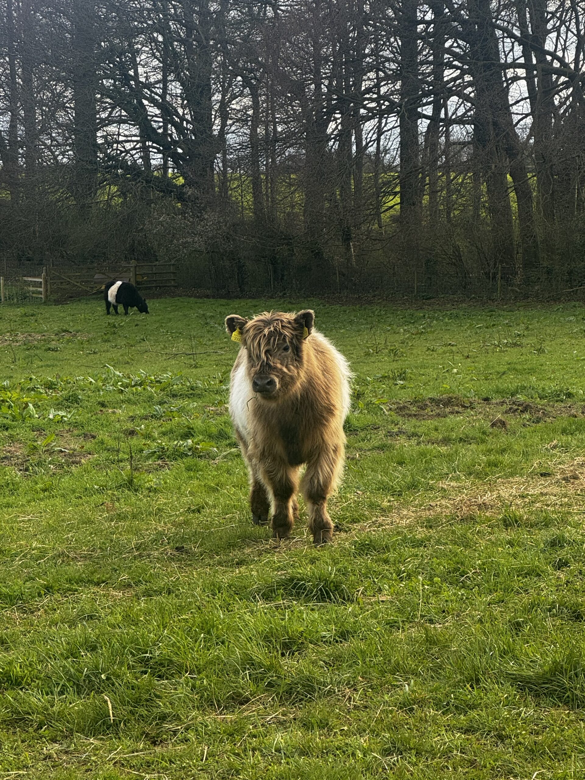 Stroud – Nympsfield, Woodchester & Selsley Commons Circular